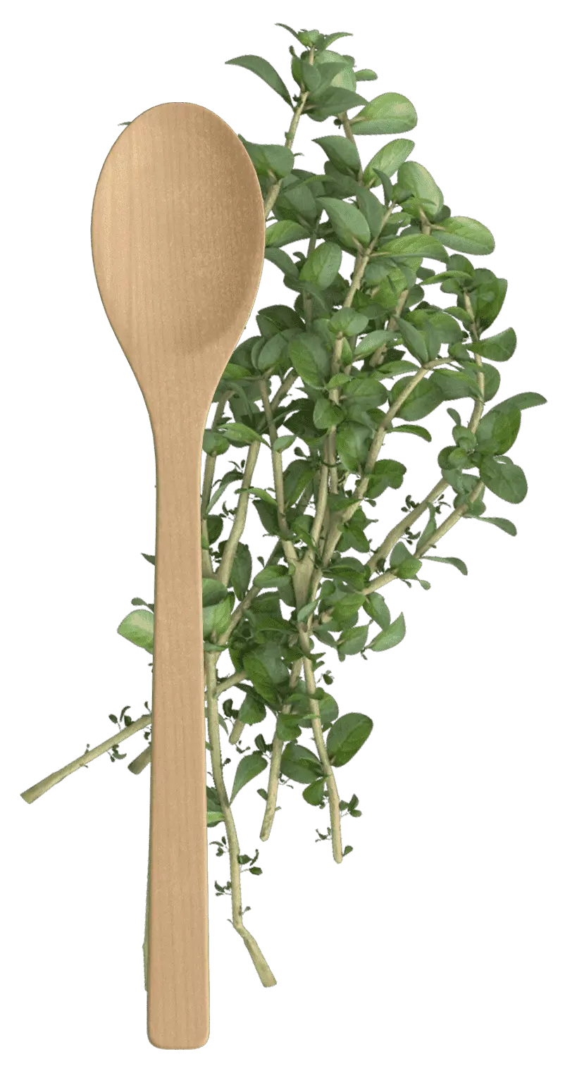 spoon herb